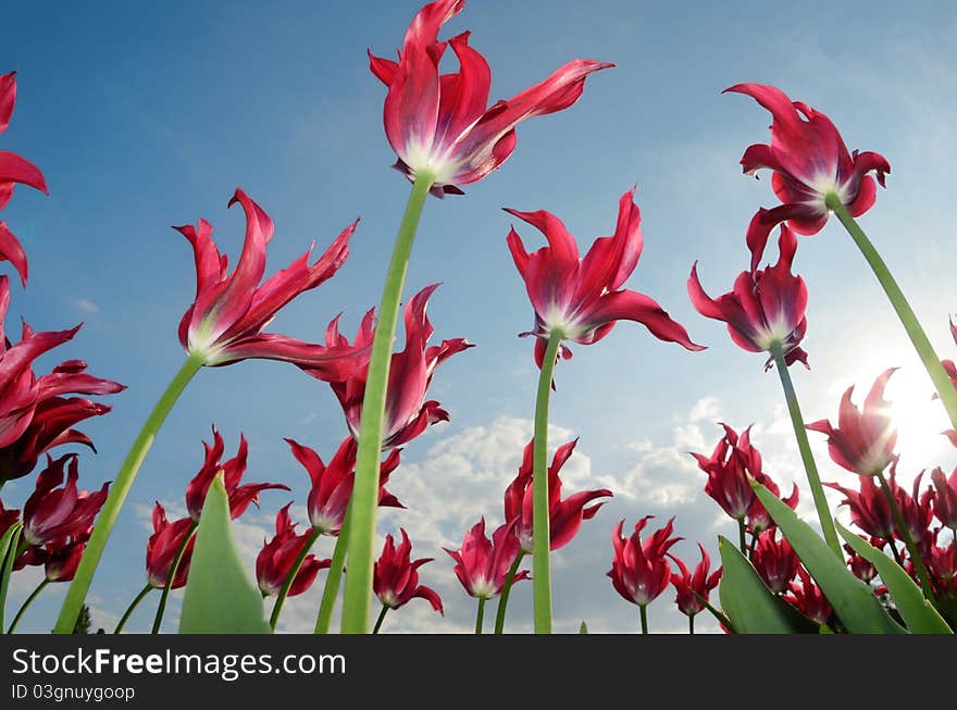 Field of beautiful red tulips during a windy spring day. View from below. Field of beautiful red tulips during a windy spring day. View from below.