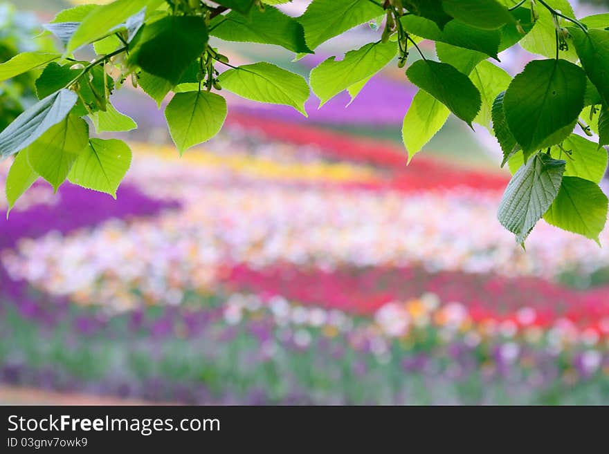 Beautiful natural background: fresh green leaves against flowerbed with colorful flowers. Beautiful natural background: fresh green leaves against flowerbed with colorful flowers