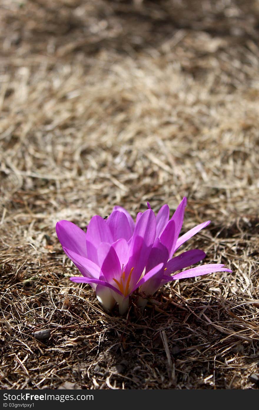 Crocus in the autumnal mountains