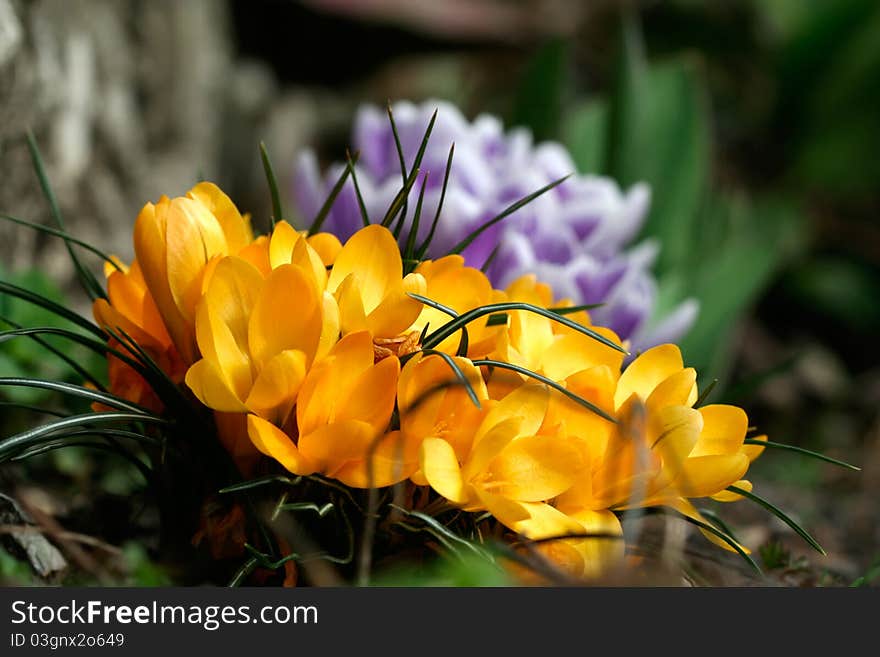 Yellow color crocuses with purple ones in the background. Yellow color crocuses with purple ones in the background