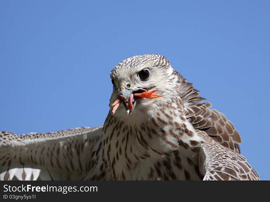 The detail of gyrfalcon (falco rusticolus) with the hunted food in its mouth.