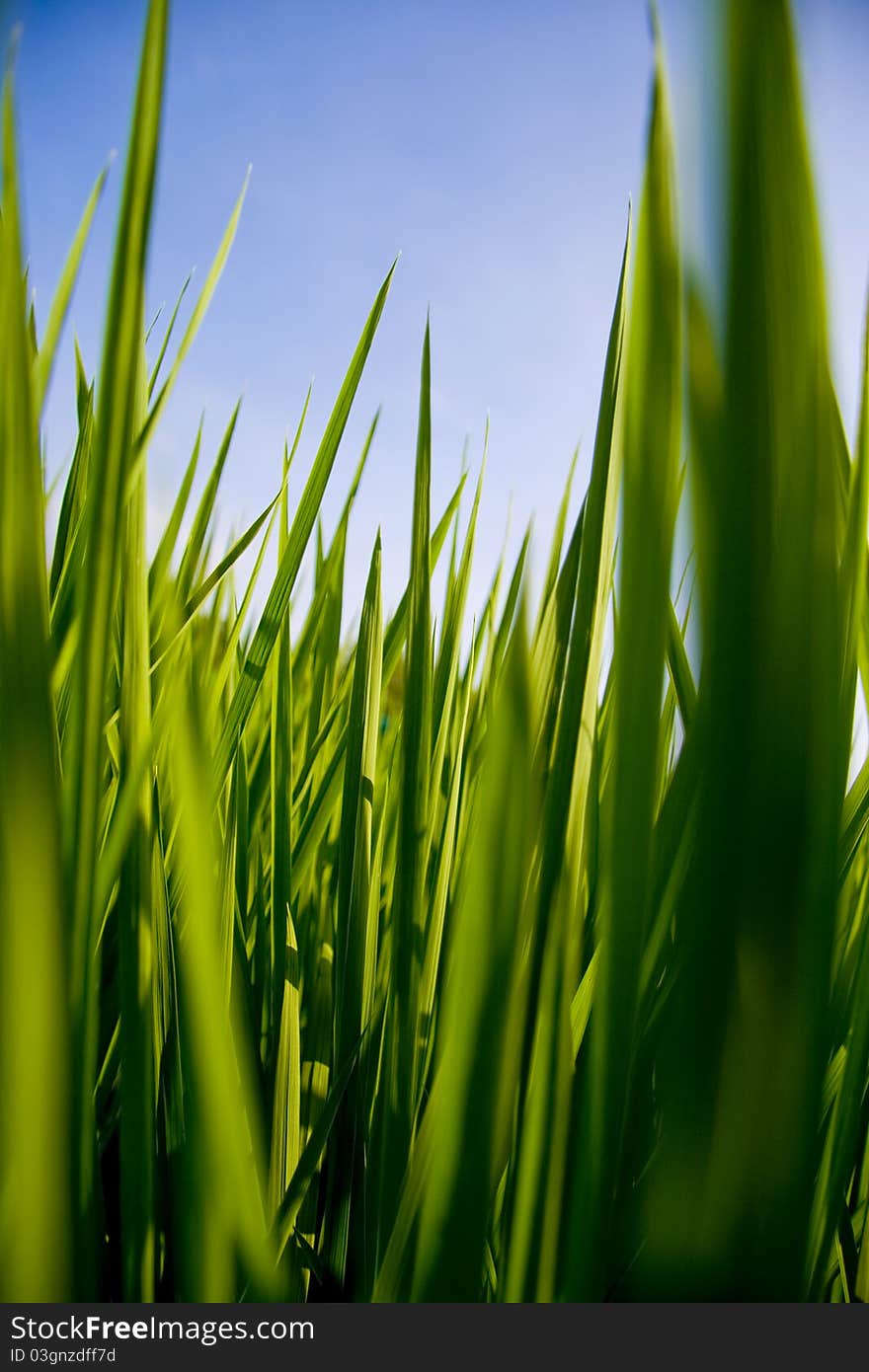 Rice is an important food crop.