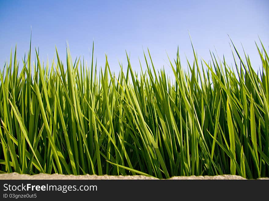 Rice is an important food crop.