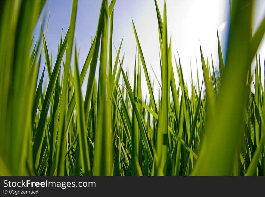 Rice is an important food crop.