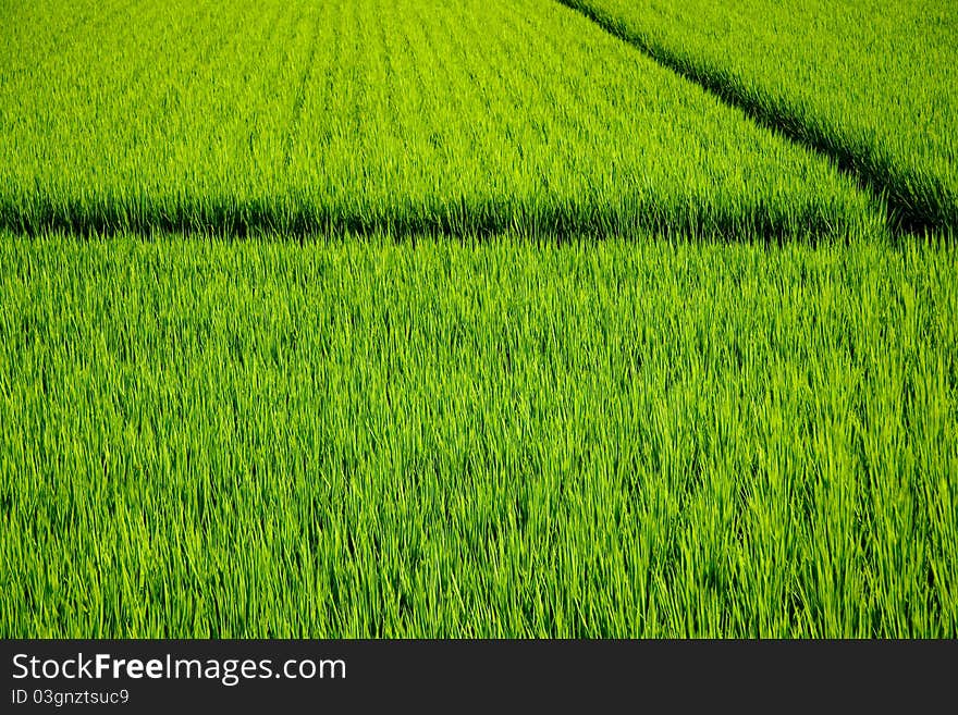 Rice is an important food crop. Rice is an important food crop.