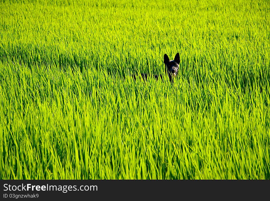 A Black Dog On Rice Paddy