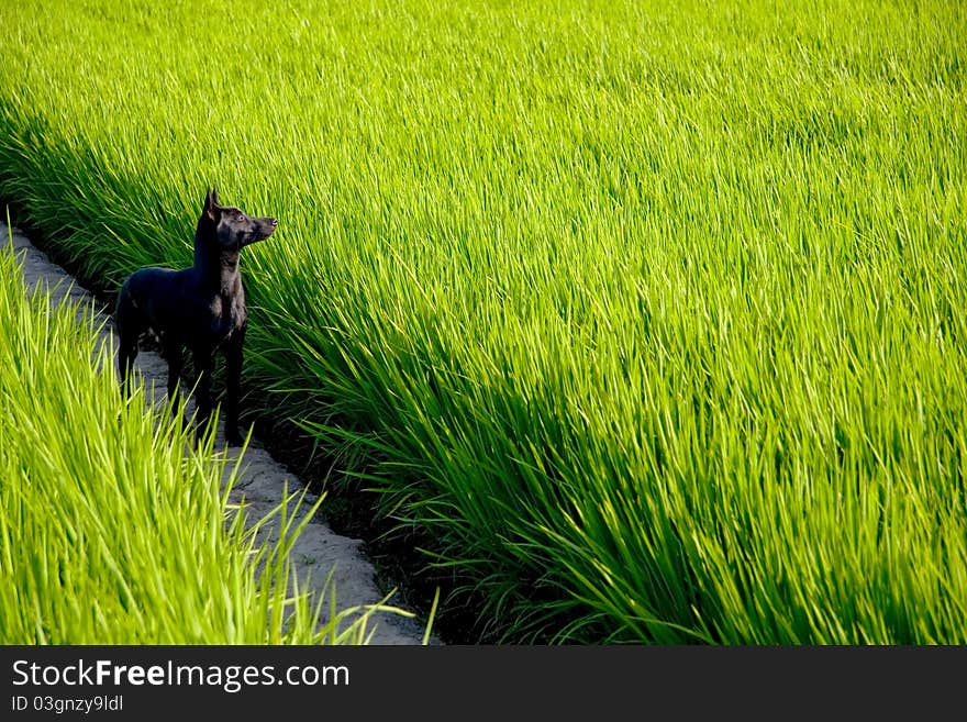 A black dog on rice paddy