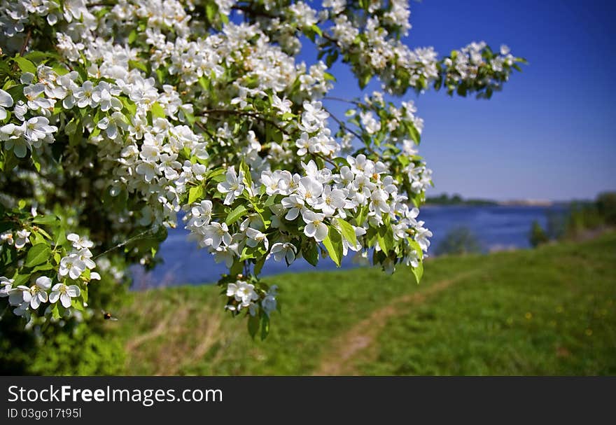 Apple-tree in color in a fair weather.