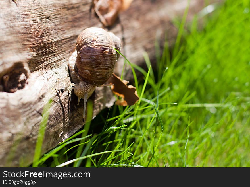 Snail on a tree and green grass