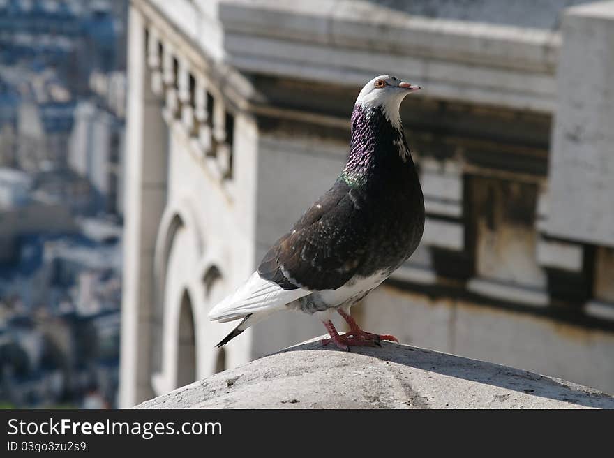 Paris, Pigeon