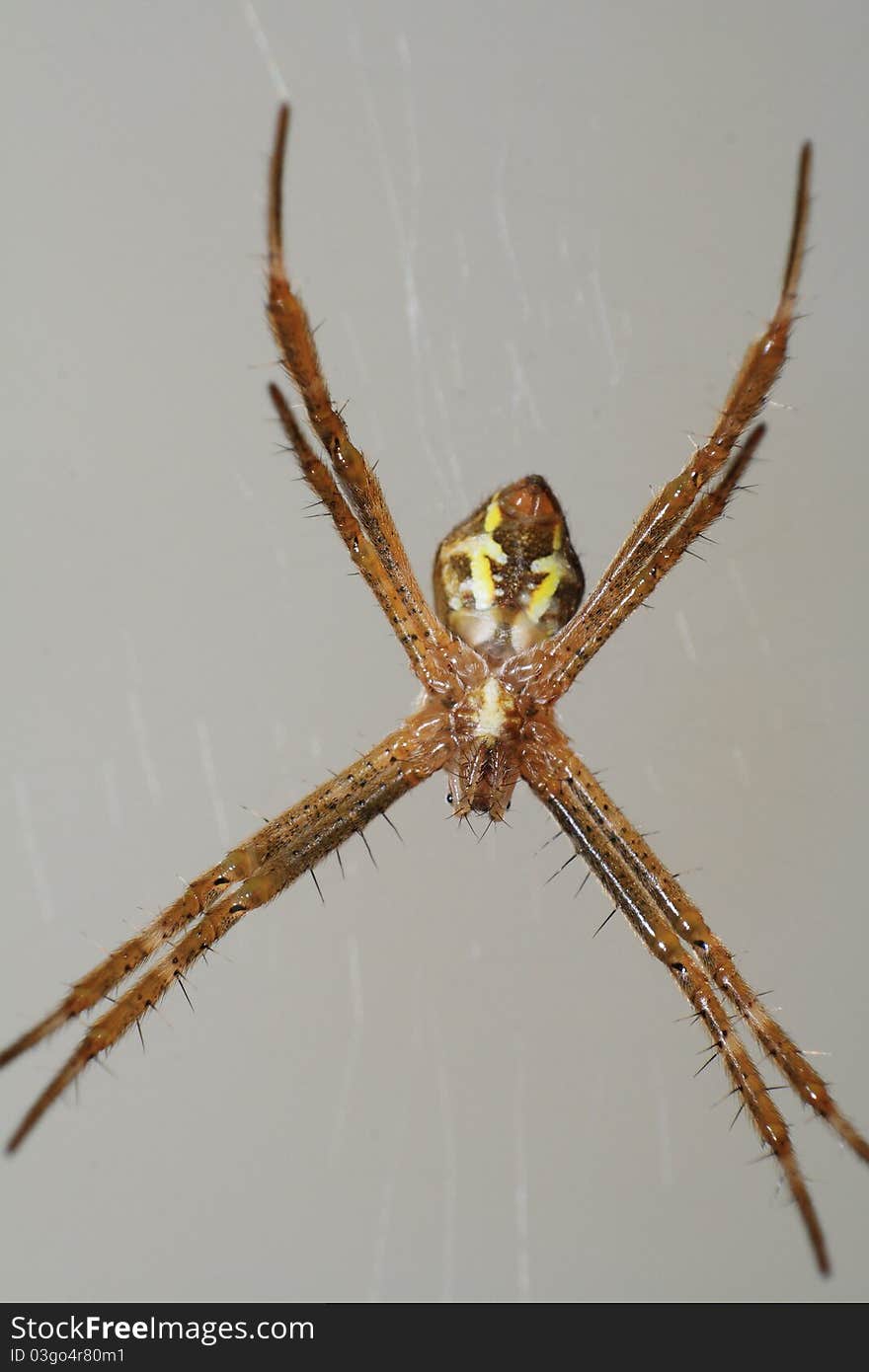 A spider on its web.