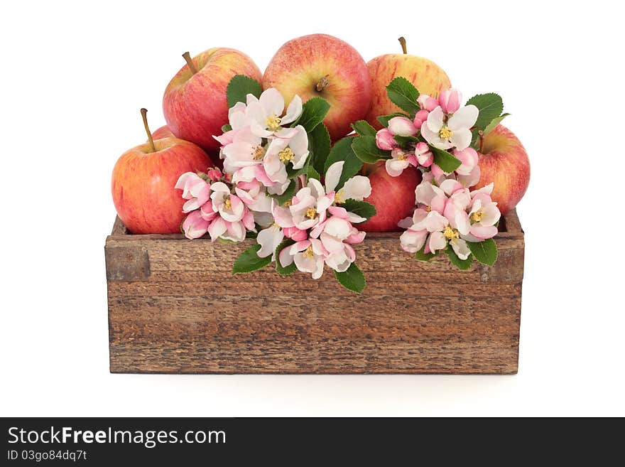 Apple flower blossom with gala apples in a rustic wooden box, isolated over white background. Apple flower blossom with gala apples in a rustic wooden box, isolated over white background.