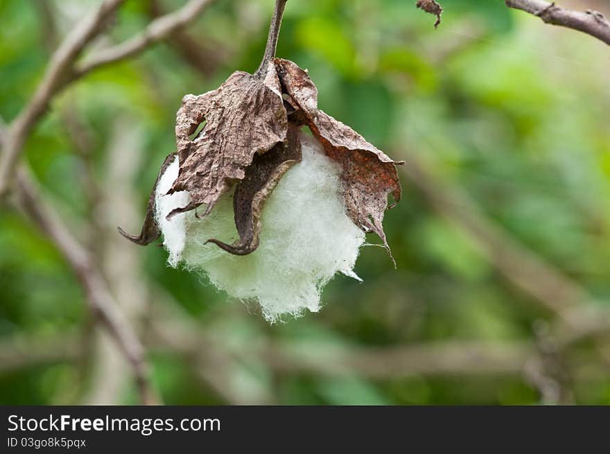 Old cotton flower in farm,phitsanulok