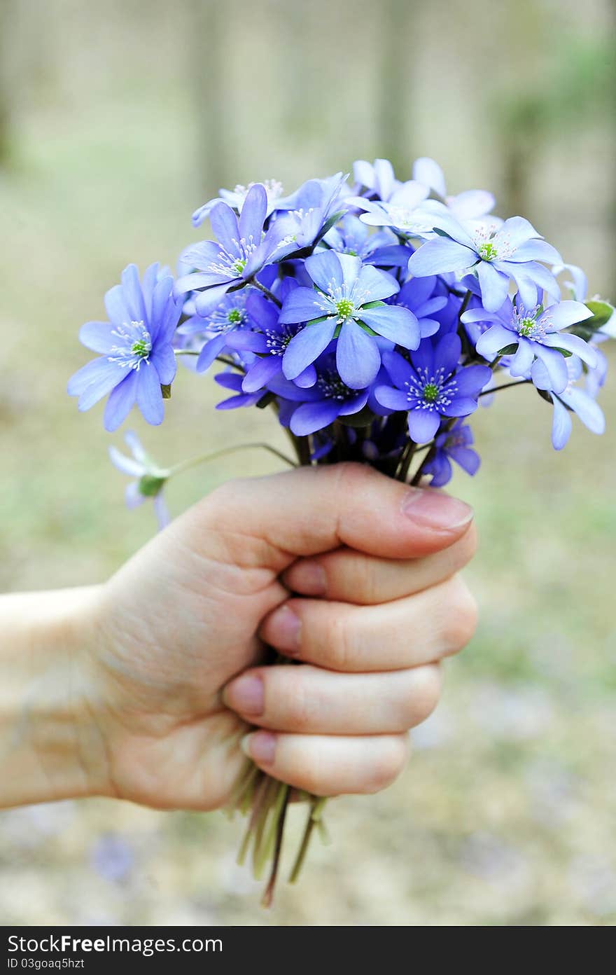 Woman holding blossoming blue Hepatica. Woman holding blossoming blue Hepatica