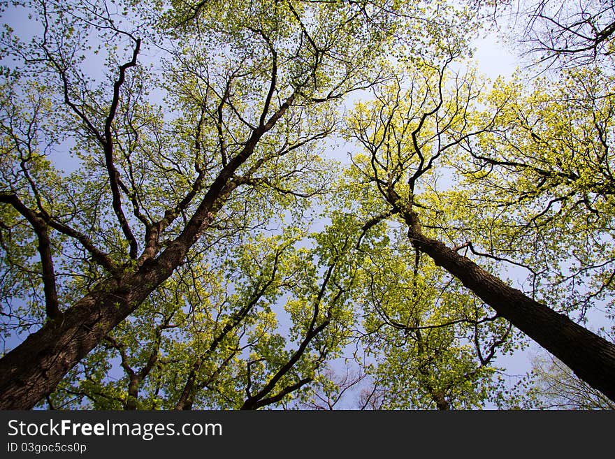 A view up to treetops in spring