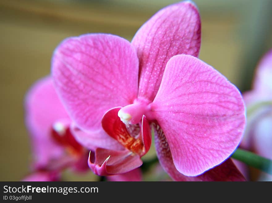 Pink Flower Of An Orchid