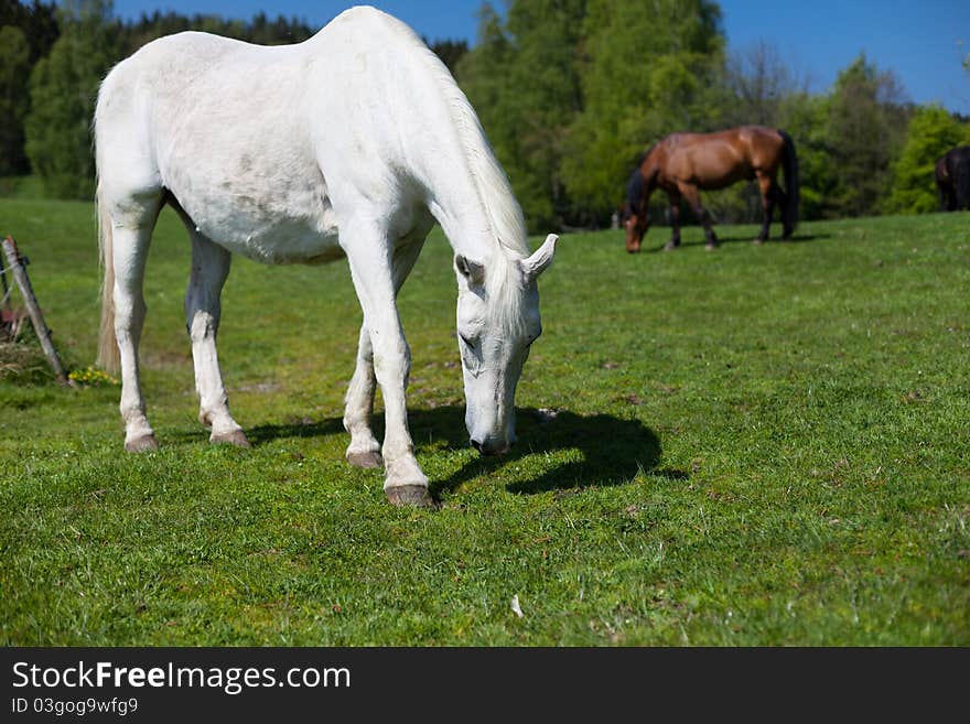 A pair of horses grazing