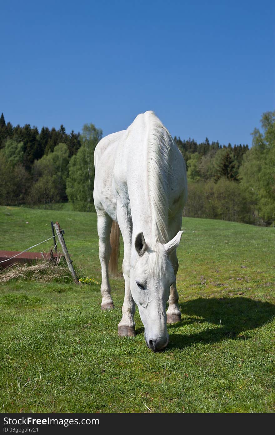 A lonely horse grazing on a farm. A lonely horse grazing on a farm