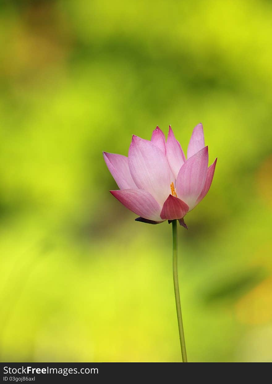 Lotus Flower