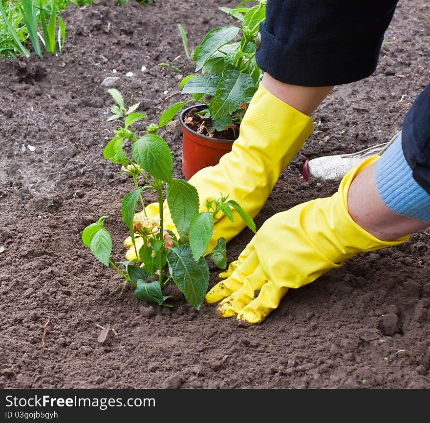 Gardener gloves planted flower in the garden