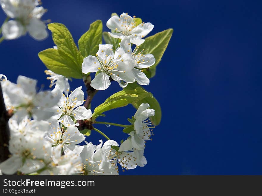 White flowers