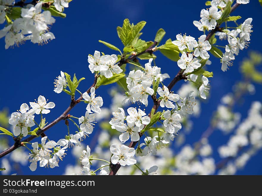 White flowers