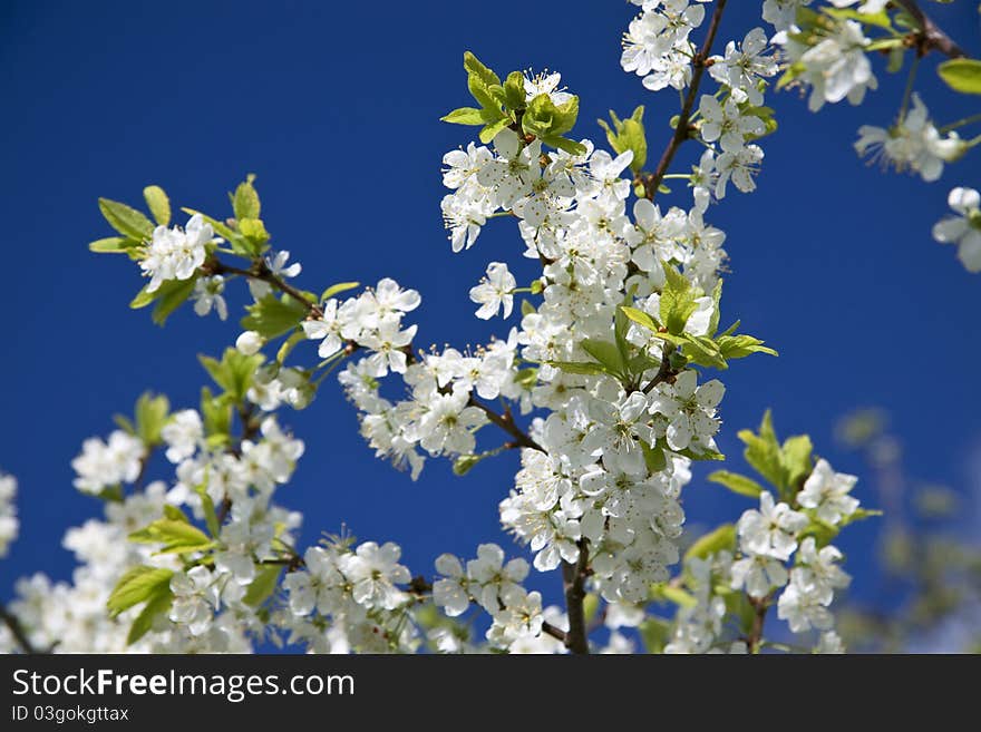 White flowers