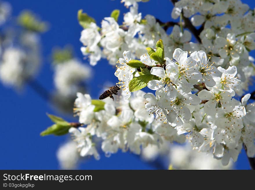 White flowers