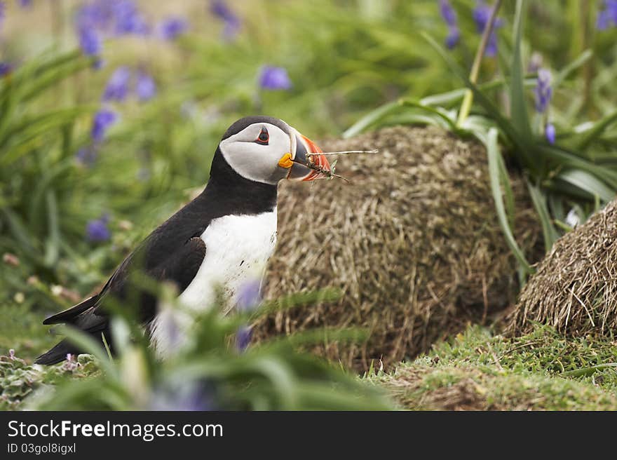 Puffin, Fratercula arctica,with nesting material at enterance to burrow on Skomer