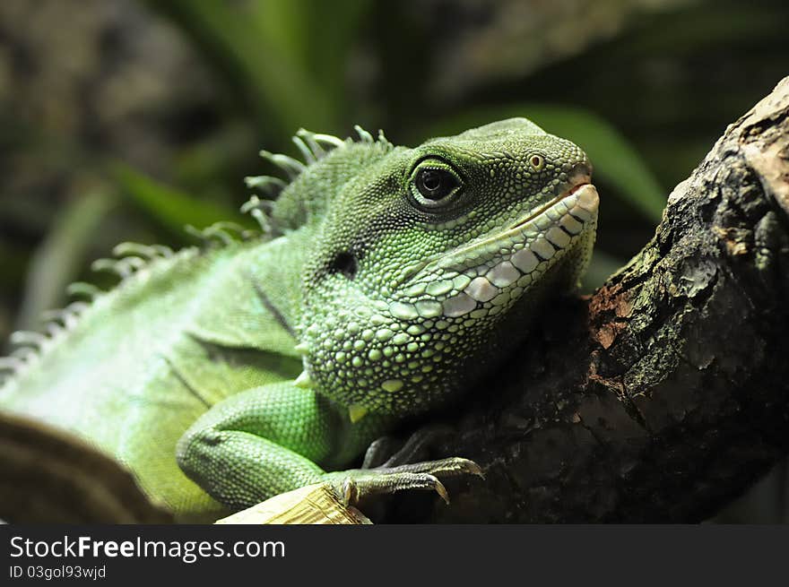 Green water dragon - Physignathus cocincinus.