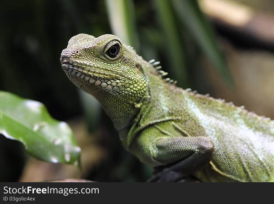 Young Green water dragon - Physignathus cocincinus.