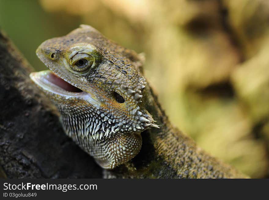 Barbed Agama - Pogona vitticeps, a little reptile living in australia.