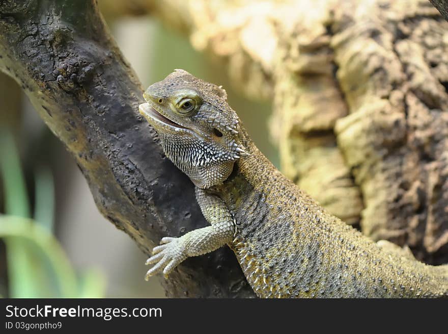 Barbed Agama - Pogona vitticeps, a little reptile living in australia.