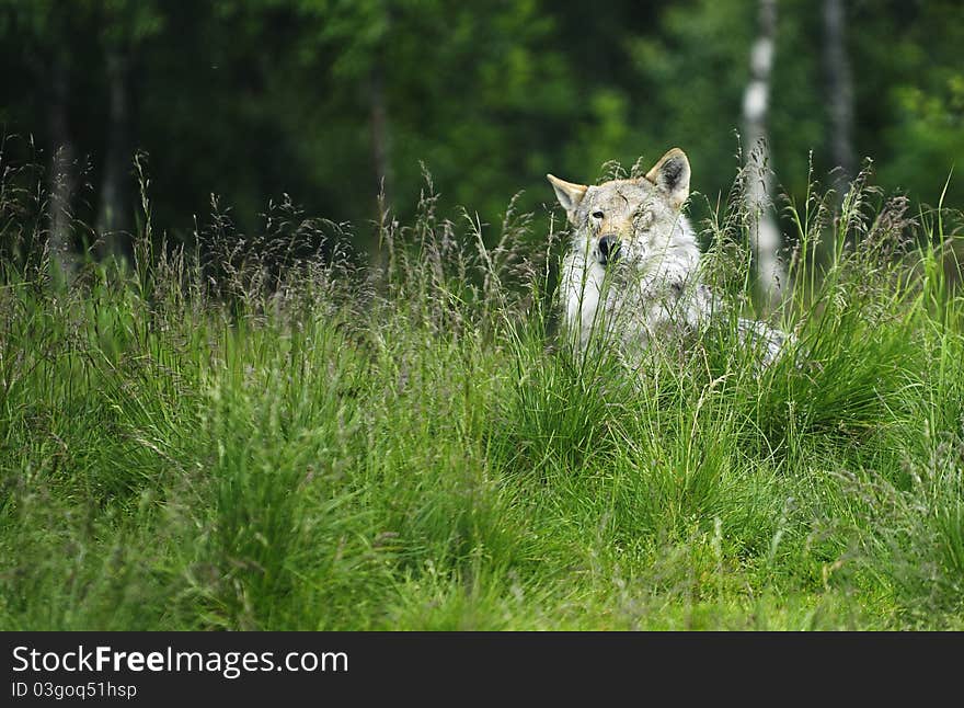 Wolf In A Grass