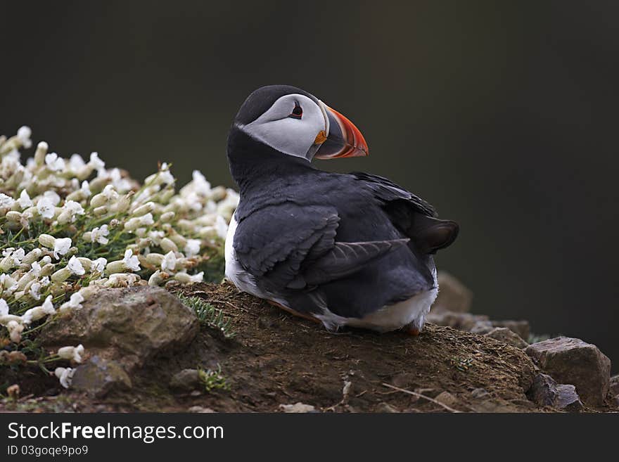 Puffin, Fratercula arctica,resting on a cliff edge on Skomer.