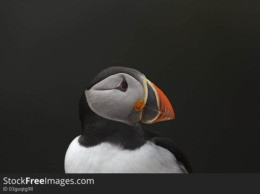 Puffin