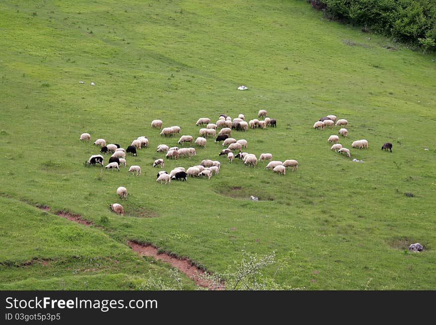 Sheeps on meadow