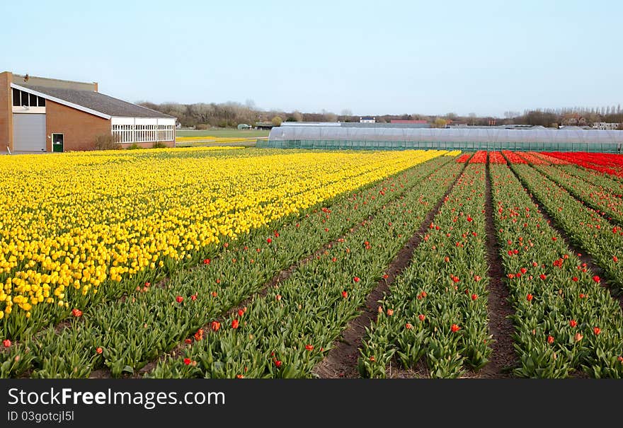 Dutch farm with field of spring flowers. Dutch farm with field of spring flowers