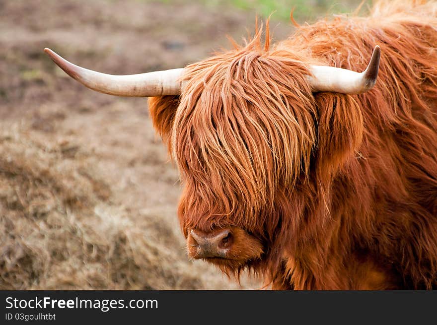 Highland Cattle