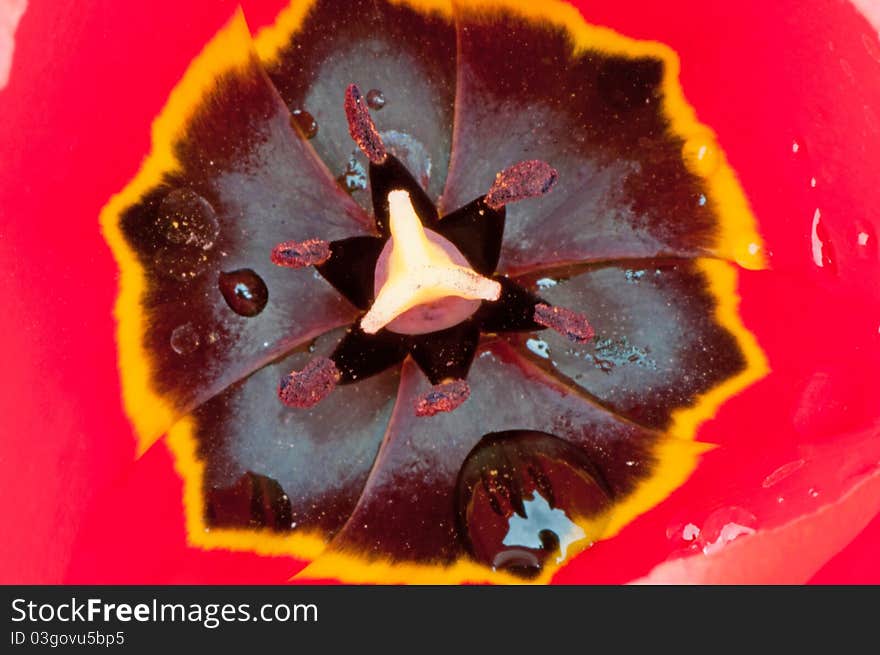 Macro shot of a red tulip interior. Macro shot of a red tulip interior.