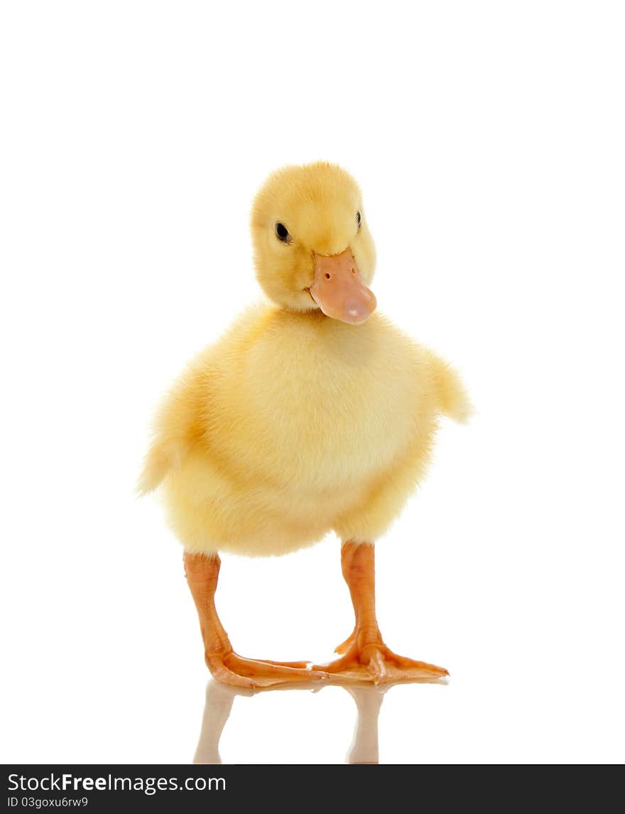 Easter little duck looking cute, on a white background, Spring Image. Easter little duck looking cute, on a white background, Spring Image.