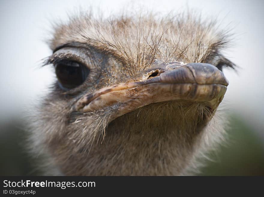 Image of an Ostrich caught in a natural reserve of Cantabria , Spain.