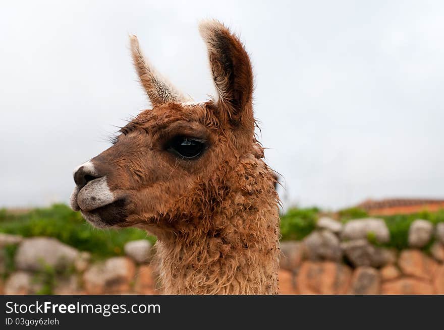 The picture of a cute llama in Peru. The picture of a cute llama in Peru