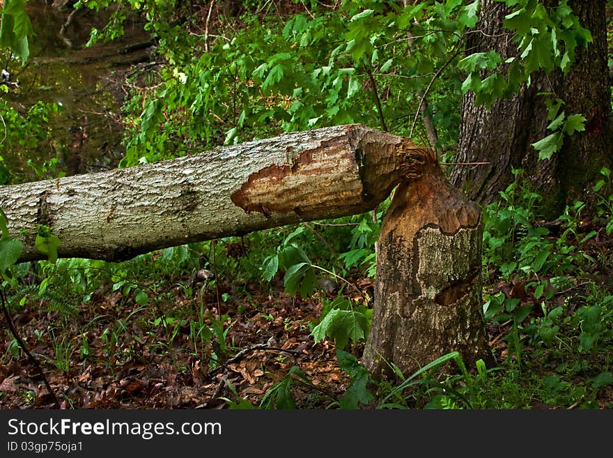 Beaver Damage