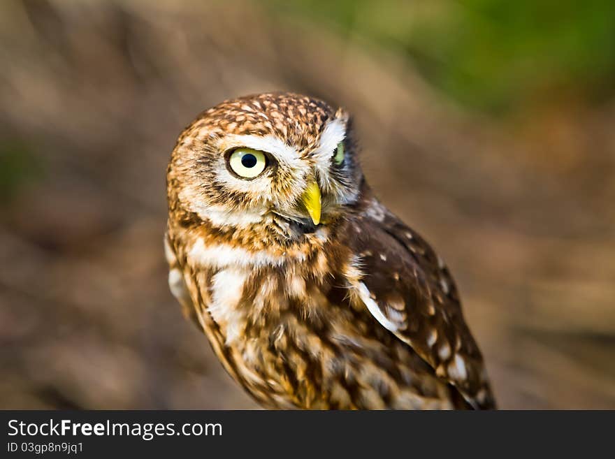 Little owl peering to its left. Little owl peering to its left