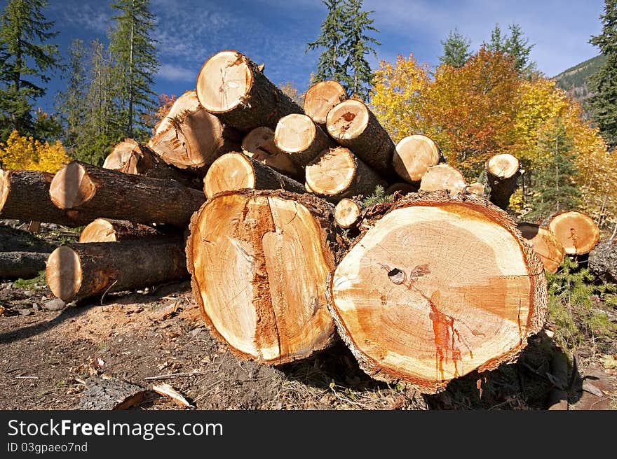 Stack of cut logs in forest