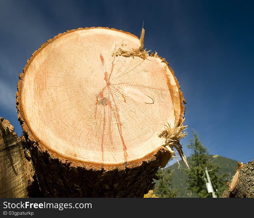 Log in forest