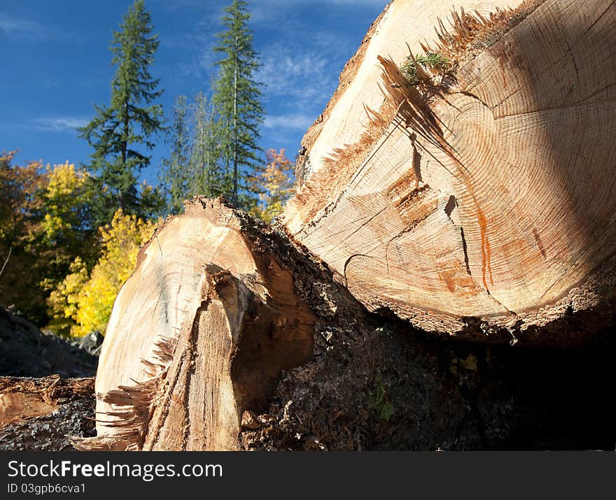 Pile of cut beams in forest