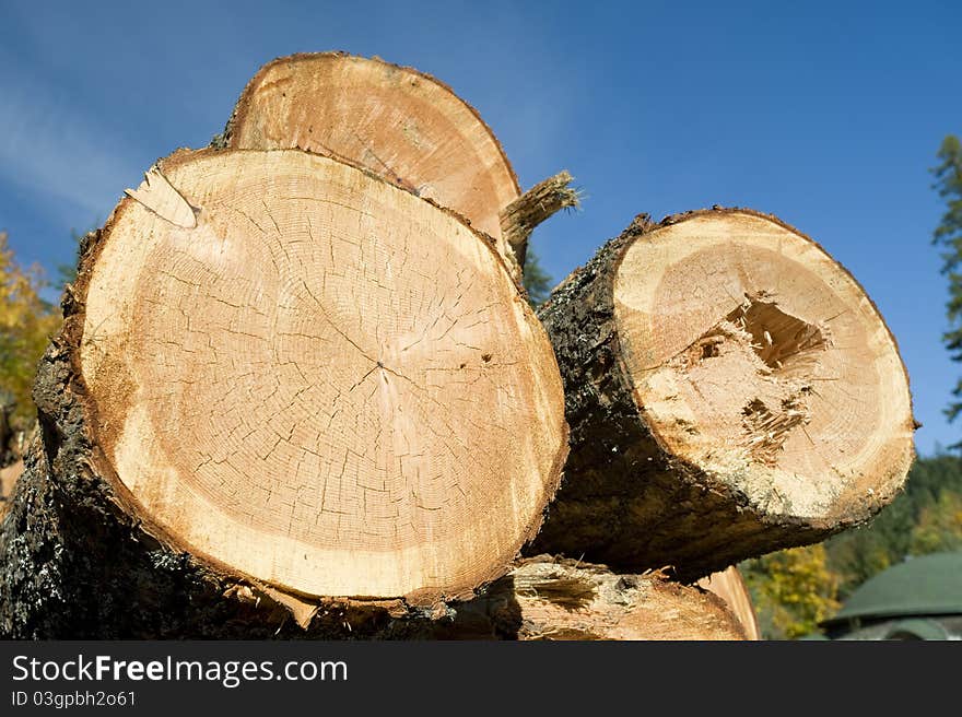 Pile of cut beams in forest