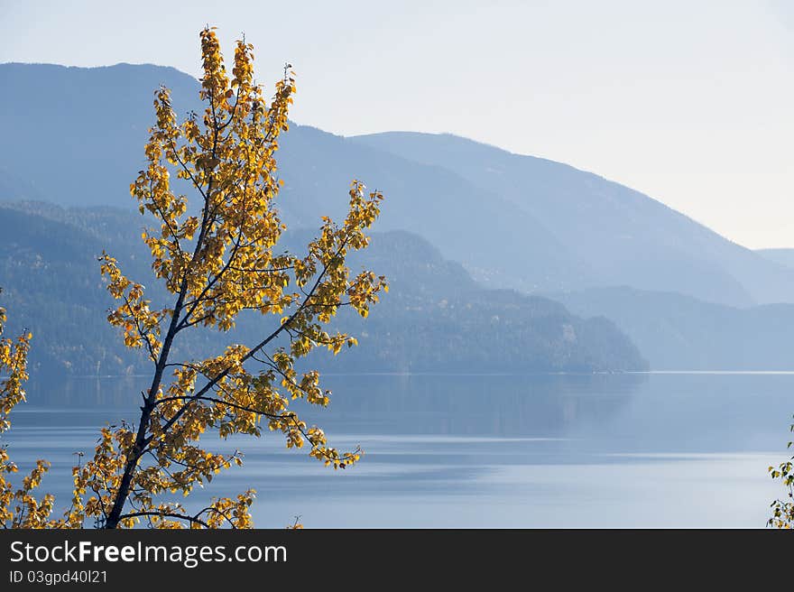 Yellow tree by Kootenaz lake. Yellow tree by Kootenaz lake